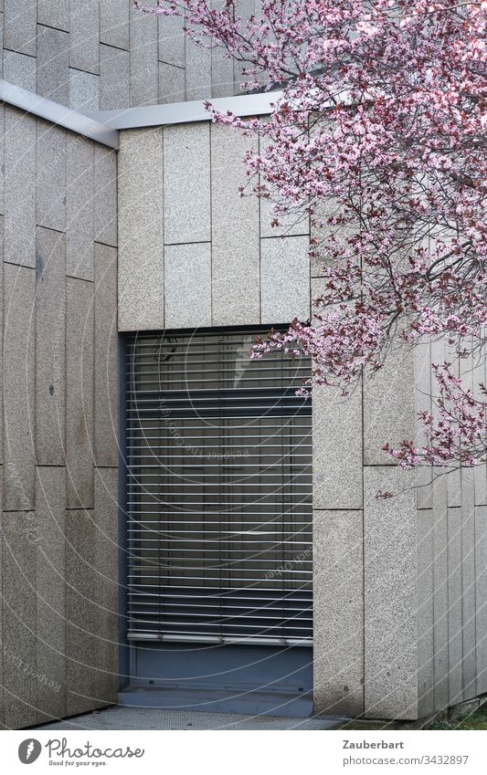 Rosa Kirschblüten im Frühling vor einer grauen Fassade aus Granitplatten und einem bodentiefen Fenster, das von einer Jalousie mit Lamellen verhangen ist Blüten