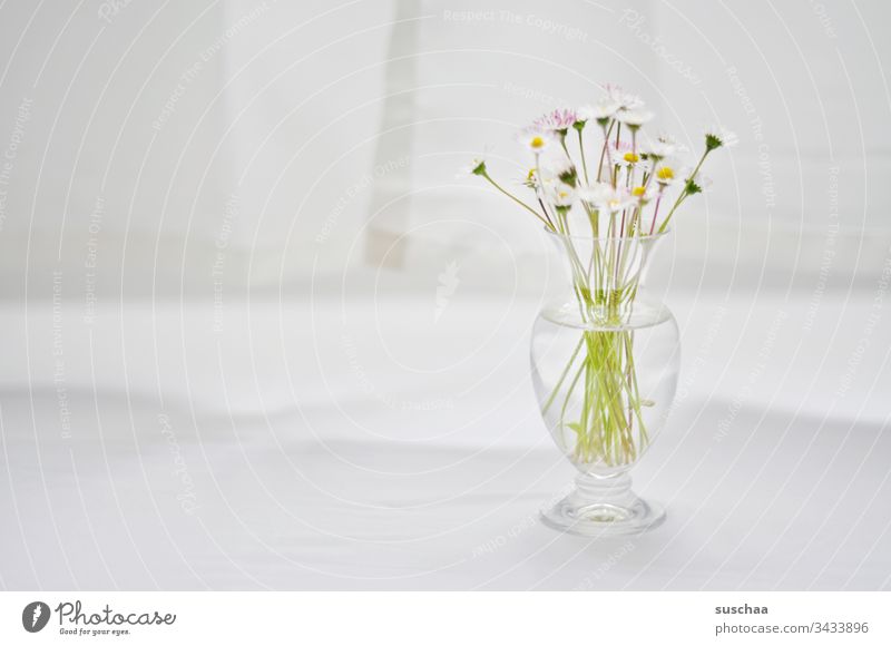 gänseblümchen in glasvase / vorsichtiger optimismus Gänseblümchen Blumen Blüte Stängel Vase Glasvase hell lichtdurchflutet Tischdecke Vorhang weiß