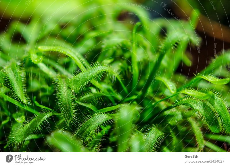 frische grüne Pflanze hautnah Natur natürlich Frühling Sommer Blüte Grün Garten Gemüsegarten Spross Blätter farbig Leben im Detail Nahaufnahme