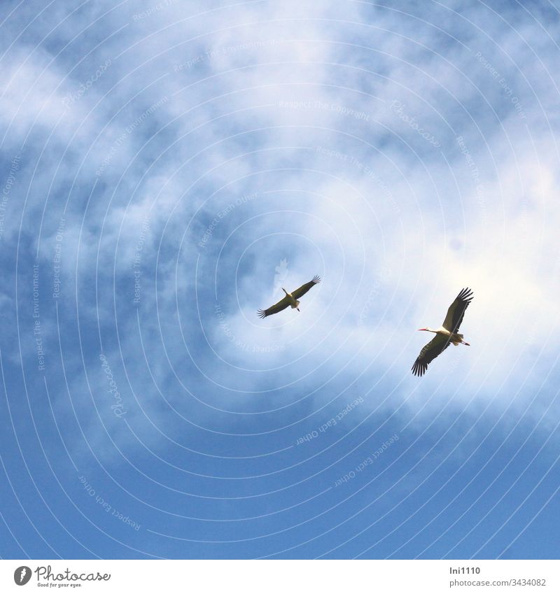 Störche beim Segelflug vor blauem Himmel mit Wolken langer Hals lange Beine fliegend Blauer Hintergrund Vögel 2 Tiere menschenleer Hintergrund neutral