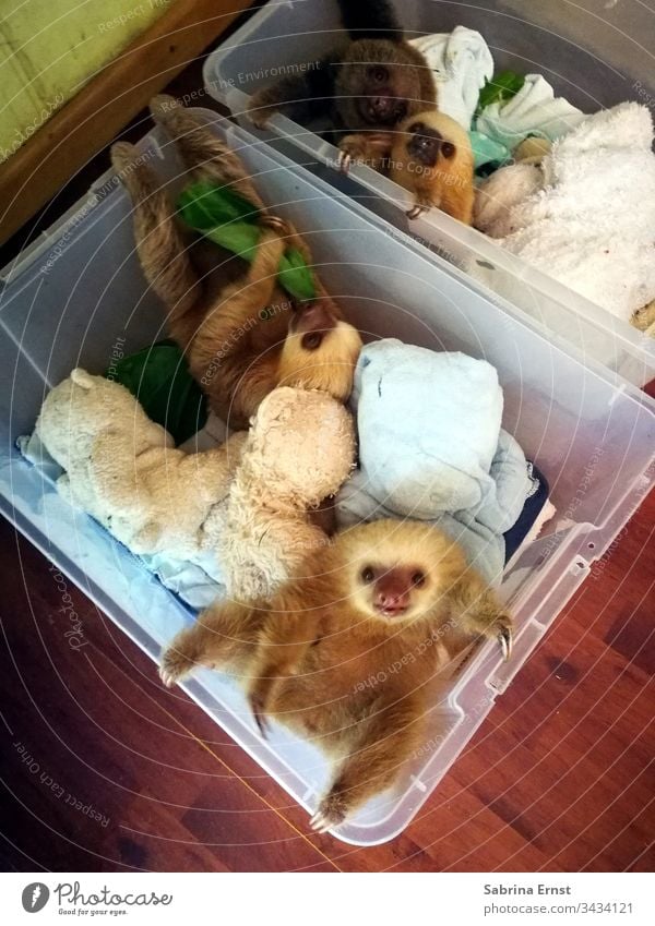 Süßes Faultier Baby in einer Box Baby-Faultier niedliches Faultier Fell fluffig Wäscherei Natur wild Costa Rica Tierjunges Kasten süß schön lieblich neugeboren