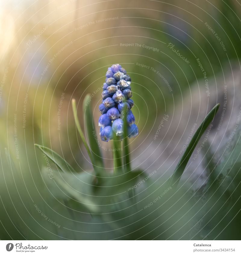 Eine Traubenhyazinthe blüht im Garten, mit Wassertropfen benetzt. Natur Pflanze Blume nass Grün Lila Blau Gelb Frühling Tag Tageslicht klein Blüte Blühend