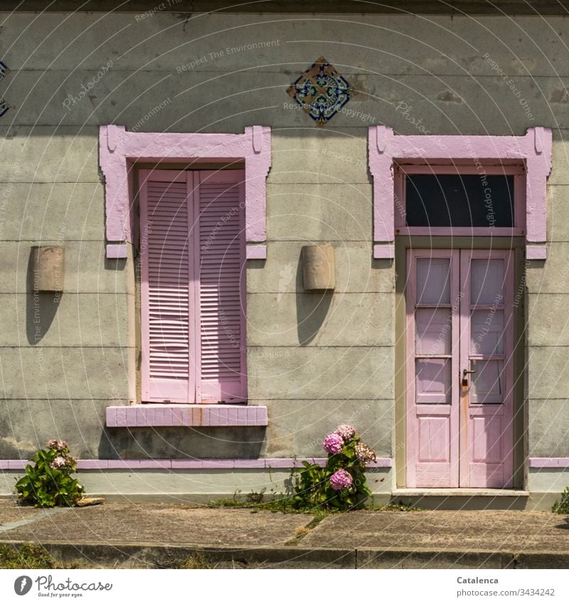 Die rosa  gestrichenen Fensterläden und Haustüre frischen die graue Fassade auf. Zwei rosa Hortensien kümmern vor sich hin Wohnhaus Häusliches Leben Architektur