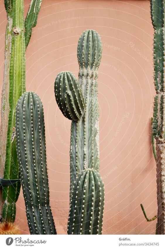 Kaktus vor rosa Wand Pflanze Botanischer Garten Amsterdam Kontrast botanik Innenaufnahme Gewächshaus Blatt Farbfoto grün Wachstum Urwald exotisch Menschenleer