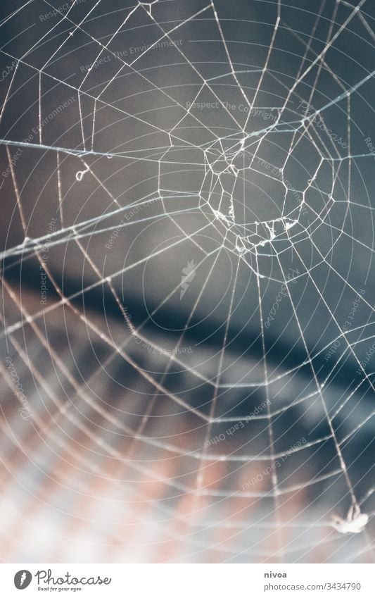 Spinnennetz Netz Natur Makroaufnahme Insekt Angst Schwache Tiefenschärfe Außenaufnahme Farbfoto Nahaufnahme Tier Tierporträt Detailaufnahme Beine Menschenleer