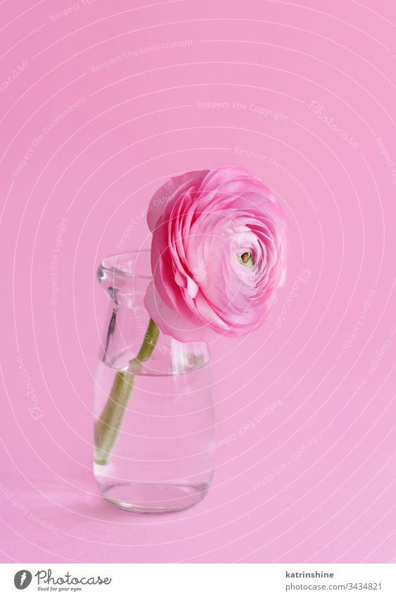 Frühlingskomposition mit einer rosa Blume in einer Glasflasche Freesie Flasche Monochrom Wasser romantisch hellrosa Pastell weiche Farbe abschließen Konzept