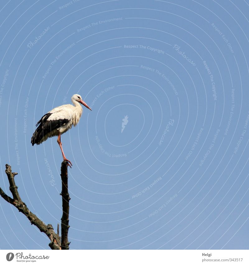 Wachposten... Natur Tier Himmel Wolkenloser Himmel Sommer Schönes Wetter Baum Wildtier Vogel Storch Weißstorch 1 beobachten Blick stehen ästhetisch authentisch