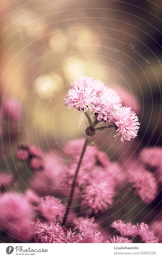 Nahaufnahme von rosaner Pflanze im Garten vor verschwommenen Hintergrund. blume natur pflanze sommer feld green garden pink frühling aufblühen flora schönheit