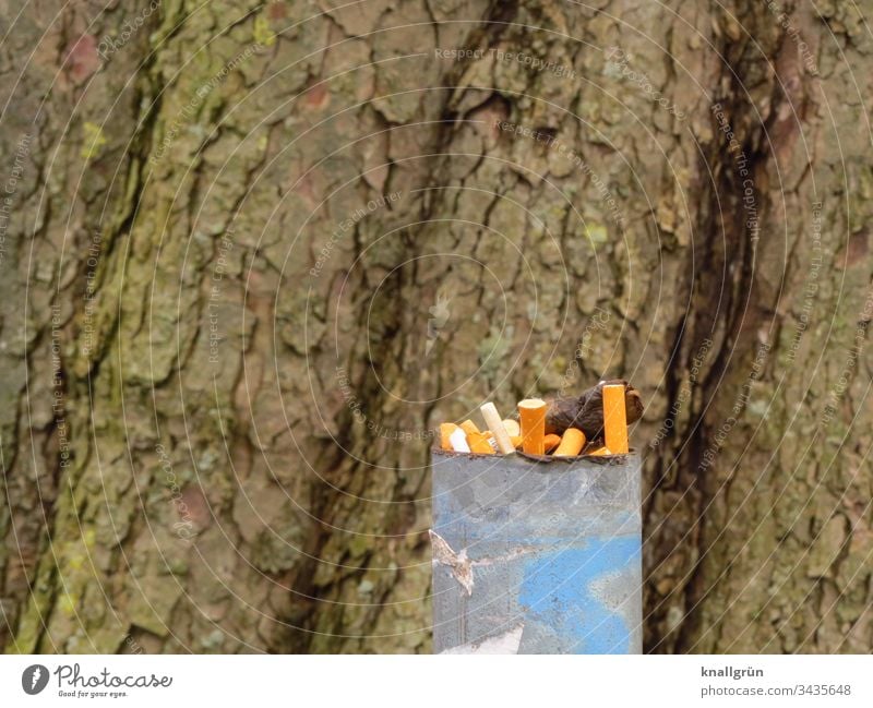 Voller Aschenbecher vor einem großen Baumstamm Zigarettenstummel draußen zigarettenkippe voll Rauchen Nikotin ungesund Gesundheitsrisiko dreckig Filterzigarette