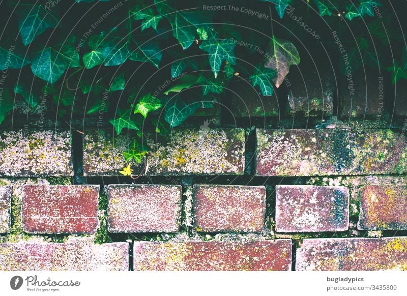 Ziegelmauer deren Oberkante mit Efeu bewachsen ist Mauer ziegelstein Efeublatt efeuranke Pflanze Fugen Farbfoto Außenaufnahme Tag grün Kletterpflanzen