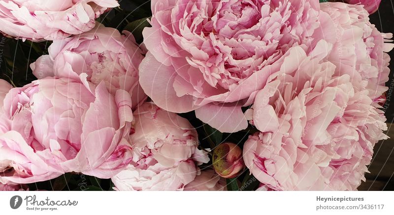 Pink peonies romantic flowers background wallpaper aroma art beautiful beauty birthday bloom blossom botanical bouquet closeup collection color decor decoration