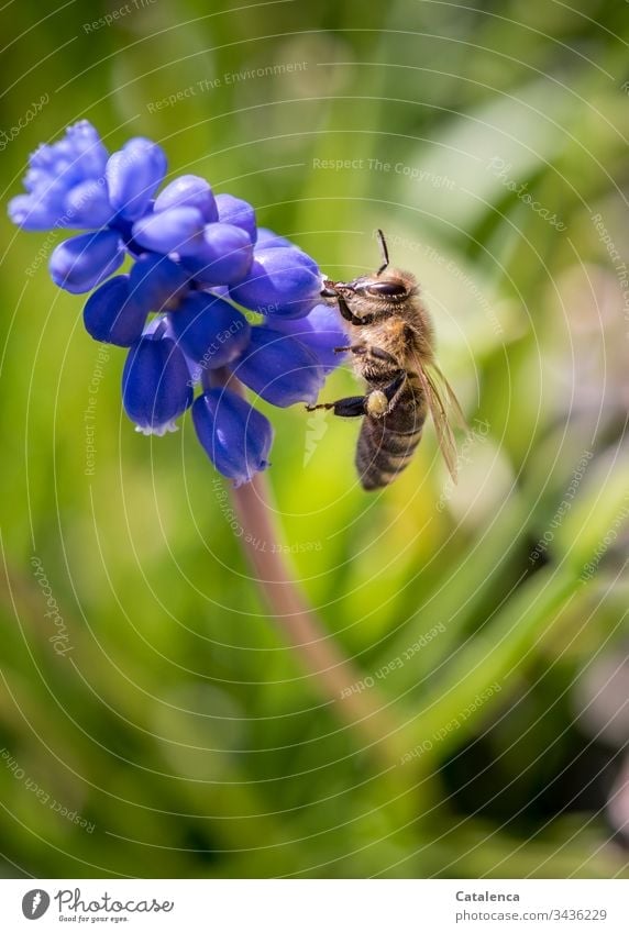 Beim Blütenbesuch einer Traubenhyazinthe sammelt die Biene Pollenkörner Blühend klein Tageslicht Frühling Garten Blau Gelb Lila Grün blüht Blume Pflanze Natur
