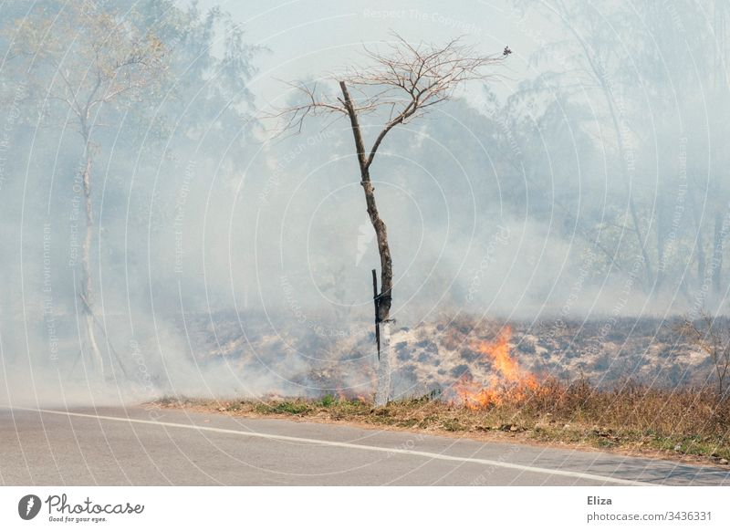 Ein Brand am Straßenrand mit viel Rauch und einem Baum der fast Feuer fängt Flammen Buschfeuer gefährlich brennen heiß bedrohlich Außenaufnahme Wiese Holz