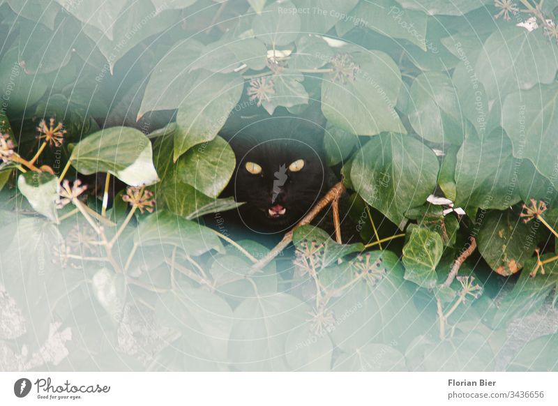 Fauchende schwarze Katze mit leuchtenden Augen blickt aus ihrem Versteck durch ein Loch in der Hecke Kater fauchen gebüsch Tier Haustier Tiergesicht Blick
