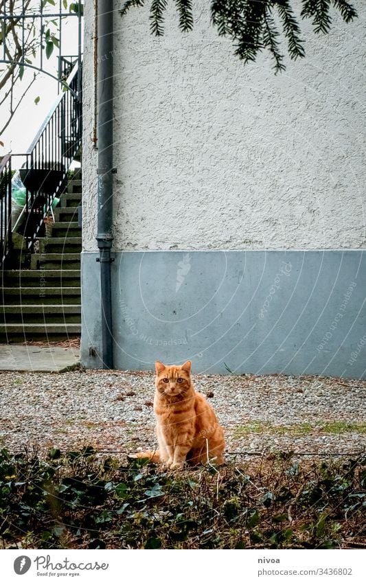 Katze im Vorgarten rot garfield Tier Hauskatze cat Säugetier Fell getigert Schnurrhaar Farbfoto Auge schurrhaare mietzi Freundlichkeit Katzenauge grün Profil