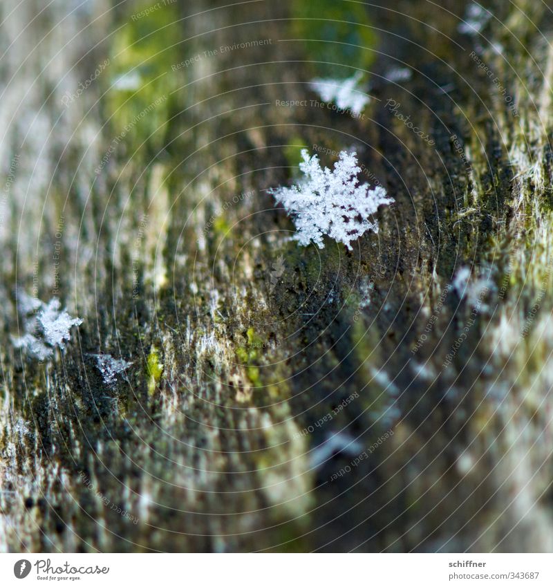 Zeitumstellung | Vorbote Natur Schnee kalt Flocke Schneeflocke Eiskristall Stern (Symbol) Winter Schneefall Eisblumen Weihnachten & Advent Anti-Weihnachten