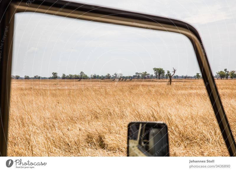 Blick aus Safari-Jeep auf afrikanische Steppe mit freilaufenden Zebras Geländenwagen Autofenster Rückspiegel Grass Feld Acker Dürre Savanne Wildnis Wildtiere