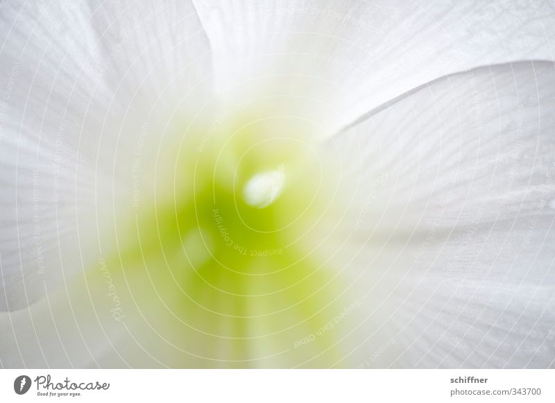 z art Pflanze Blume Blüte Topfpflanze grün weiß exotisch elegant zart zartes Grün Gefühle Wellness ruhig Erholung Leichtigkeit reizvoll flüchtig Hintergrundbild