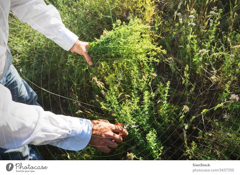 Der Mensch schneidet wilden Oregano in den Bergen frisch Mann männlich Hände Hand Schere organisch Lebensmittel Garten Natur grün Gesundheit natürlich Pflanze