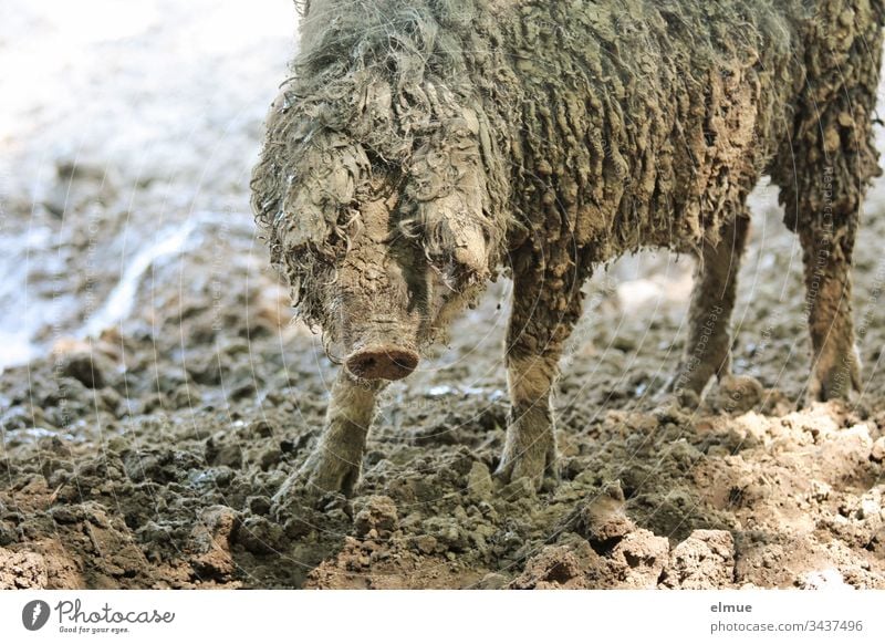 Ungarisches Mangalitza-Schwein Mangalica-Schwein Wollschwein Schafschwein Wolle ungarisch Tierportrait Gourmefleisch dreckig Freilandhaltung anspruchslos