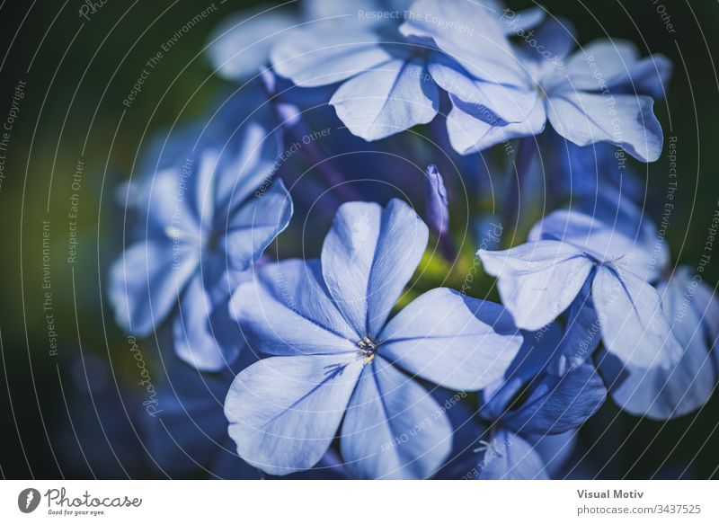 Blaue Blüten der Kap-Bleiwurz, auch bekannt als Blauer Bleiwurz oder Plumbago Auriculata Blumen Blütezeit botanisch Botanik Flora geblümt Blütenblätter Garten