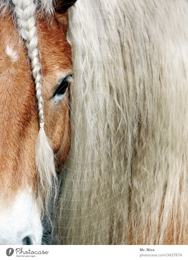 Du hast die Haare schön Pferd Pferdekopf Ponys Zopf geflochten Tier Tierporträt Mähne Nutztier Fell Haare & Frisuren Reitsport Fellpflege Tiergesicht Haflinger