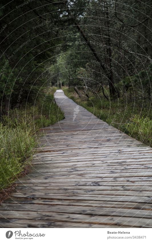 Der Weg ist das Ziel 4 Waldweg Holzweg Moorgebiet Wege & Pfade Spaziergang Spazierweg