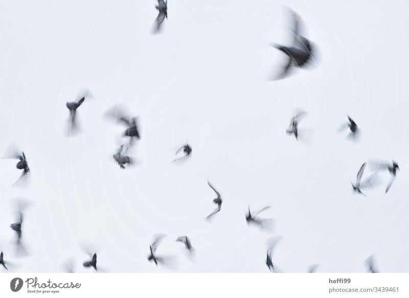 Das Verschwinden der Tauben - diffus und leise fliegen sie weg Schwarm davon fliegen Flucht Bewegungsunschärfe Vögel Vogel Tier Tiergruppe Flügel Wildtier grau