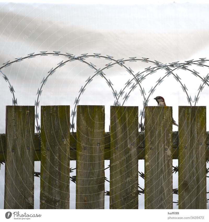 Ansichtssache - Vogel auf Holzzaun mit Stacheldraht Zaun Stacheldrahtzaun Borte Barriere Menschenleer Maschendrahtzaun Schutz Justizvollzugsanstalt gefährlich