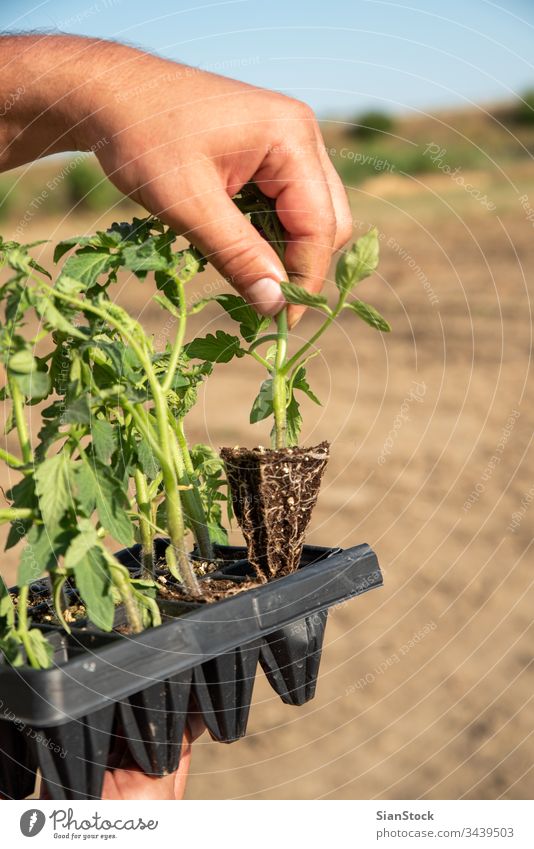 Männerhände halten junge Tomatenpflanzen Landwirtschaft Garten Topf Töpfe Gemüse Gartenarbeit Pflanze Frühling Boden Bepflanzung Hände Ackerbau Feld Hand