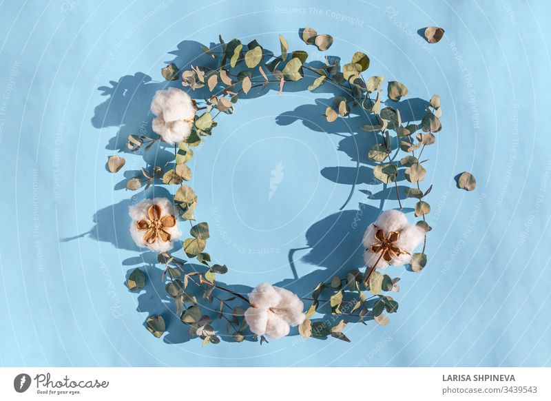 Runder Rahmen aus frischen Eukalyptusblättern und Baumwollblüten auf hellrosa Hintergrund. Kreative Blütenkomposition. Flachlegung, Draufsicht, Kopierraum Blume