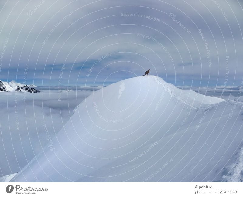 500|Über allen Gipfeln ist ruh - Känguru  |  Klimawandel Berge Berge u. Gebirge Tier Farbfoto Himmel Schnee Alpen Winter Außenaufnahme Schneebedeckte Gipfel