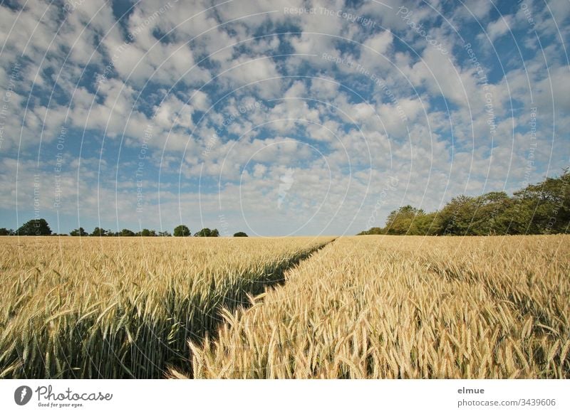 Getreidefeld mit Fahrspur und vielen Schönwetterwolken Triticale Landwirtschaft Feldwirtschaft Ackerbau Wolke reifen Ähre Halm Sommer Natur Pflanze Landschaft