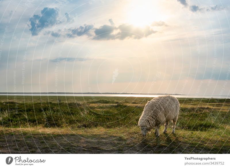 Ein einzelnes weißes Schaf weidet auf der Sylter Inselweide friesisch Deutschland Schleswig-Holstein Tiere Küste Landschaft Europäer Bauernhof kostenlose Tiere