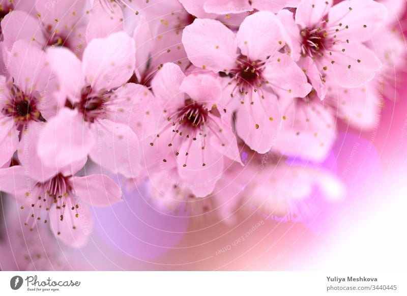 Kirschblüten im Frühling .kirschrosa Blumen in Nahaufnahme auf einem verschwommenen rosa Hintergrund. Frühlingszarte Blütenhintergrund in Pastellfarben. Kirsche