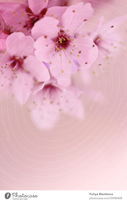 Kirschblüten-Makro auf einem hellrosa verschwommenen Hintergrund. Frühlingssaison.schöner zarter floraler Hintergrund Kirsche Blume Licht Saison filigran