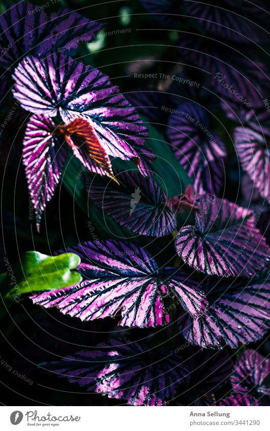 Lila Pflanze mit starken Linien-Strukturen lila Strukturen & Formen violett Menschenleer Blume Natur Farbfoto Detailaufnahme Nahaufnahme Blühend Unschärfe