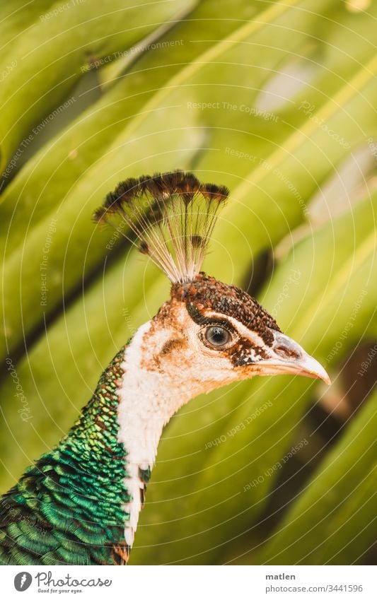 Pfauenkopf vor Palme Tierporträt Vogel Farbfoto Außenaufnahme schön Menschenleer Tag Tiergesicht mehrfarbig Wildtier Blick