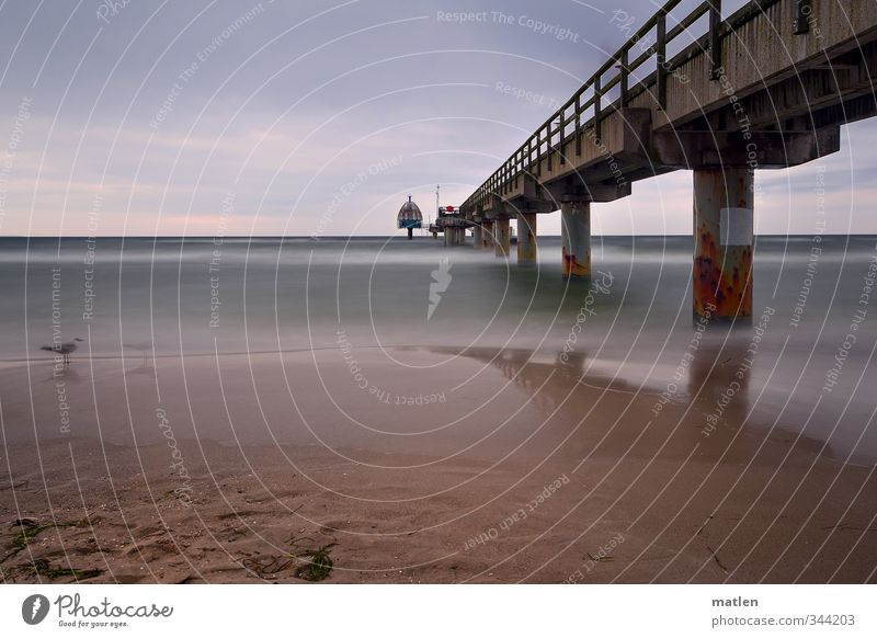 die Möwe Landschaft Sand Himmel Wolken Horizont Wetter Küste Strand Ostsee Vogel blau braun Seebrücke Tauchglocke Reflexion & Spiegelung Farbfoto Außenaufnahme