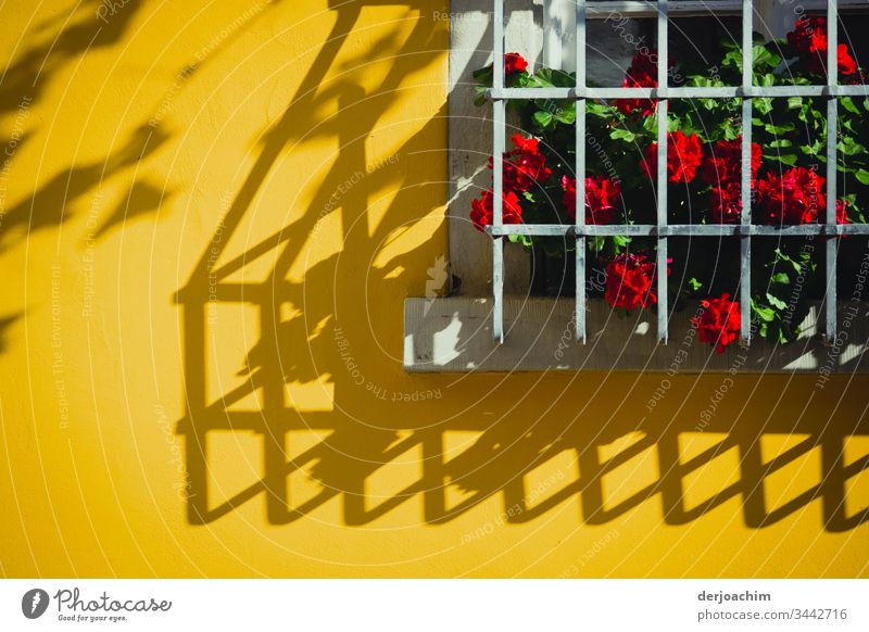 Blumen mit roten Blüten, stehen hinter Gittern auf einer Fensterbank. Den Schatten vom Gitter sieht man auf einer Gelben Hauswand. Licht & Schatten gelb Wand