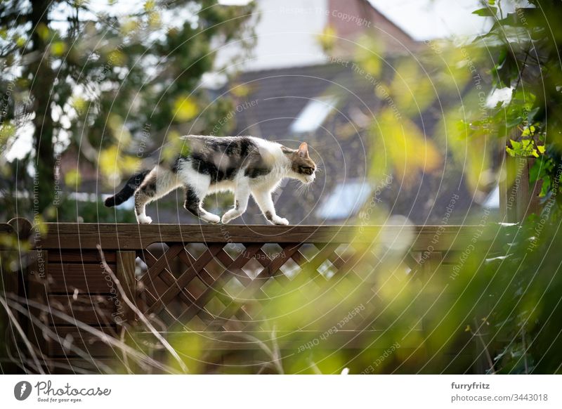 Katze balanciert auf einem Zaun im Garten im Freien Haustiere katzenhaft Fell weiß Pflanzen Vorder- oder Hinterhof Selektiver Fokus grün Holz laufen in Bewegung