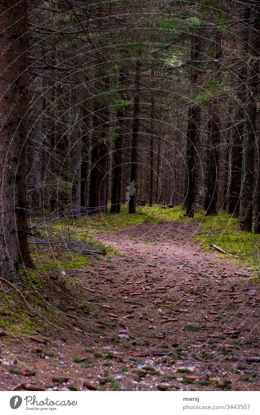 Ein Waldweg durch einen Fichtenwald, übersät mit Fichtenzapfen. In der Abenddämmerung. Schwache Tiefenschärfe Kontrast Gedeckte Farben braun Spazierweg