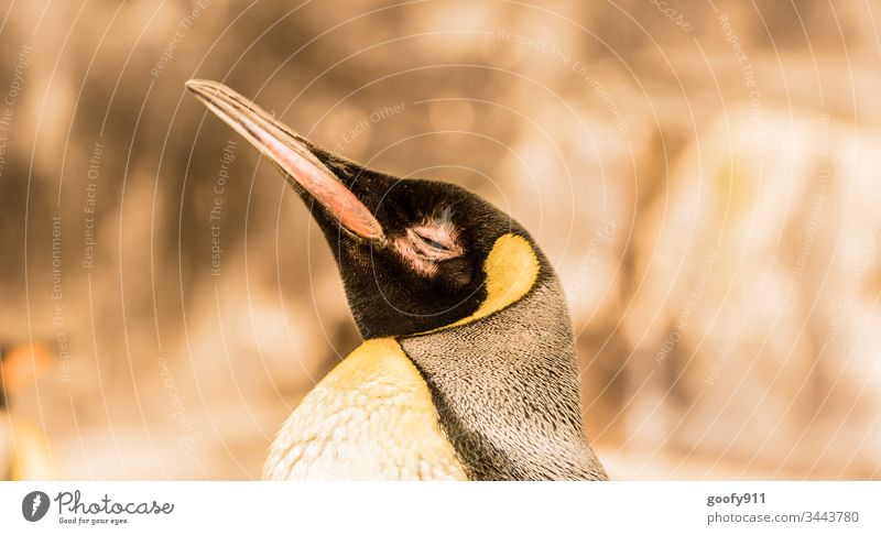 Pinguin Tier Farbfoto Tierporträt Vogel Nahaufnahme Tiergesicht Blick Schnabel Auge Feder Zoo Starke Tiefenschärfe gelb