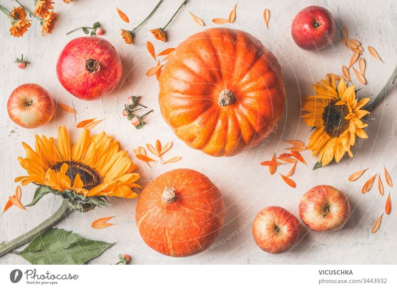 Komposition mit Kürbissen, Sonnenblumen und Äpfeln auf weißem, rustikalem Hintergrund. Ansicht von oben Zusammensetzung gemacht Draufsicht organisch