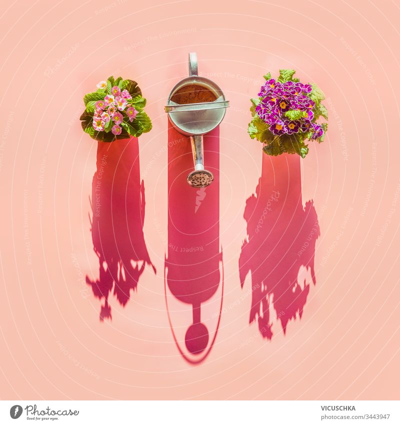 Gießkanne und Blumentöpfe im Sonnenlicht auf rosa Hintergrund. Ansicht von oben. Konzept der Gartenarbeit. Kreative Gestaltung Töpfe Draufsicht kreativ Layout