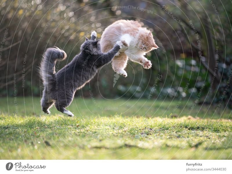 zwei verspielte Maine Coon Katzen springen in die Luft und kämpfen katzenhaft fluffig Fell Creme-Tabby Hirschkalb beige blau gestromt weiß Rassekatze Haustiere