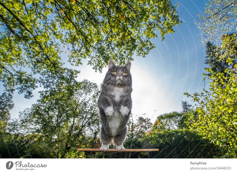 Maine Coon Katze springt von einem Gartentisch in der Natur ab Ein Tier im Freien Pflanzen Blätter Vorder- oder Hinterhof Gras Rasen Wiese Bäume Klarer Himmel