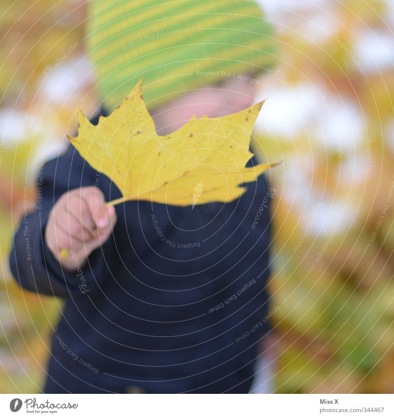 Herbstlich Kinderspiel Mensch Baby Kleinkind Hand 1 1-3 Jahre 3-8 Jahre Kindheit Blatt Mütze kalt gelb Freude Fröhlichkeit Sammlung Ahornblatt Herbstlaub
