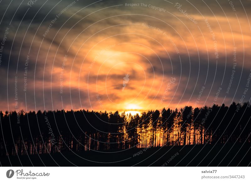 Sonnenuntergang mit Wolken und Waldsilhouette Natur Bäume Abend Abenddämmerung Himmel Abendsonne Dämmerung Menschenleer Landschaft Silhouette Textfreiraum oben