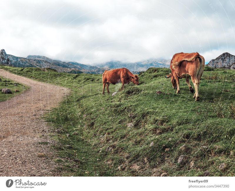 Schmutziger Weg in den Picos de Europa in Asturien, Spanien, mit einigen Kühen auf der Seite Tier kantabrisch Rind Landschaft Kuh Tag Umwelt europa Europäer